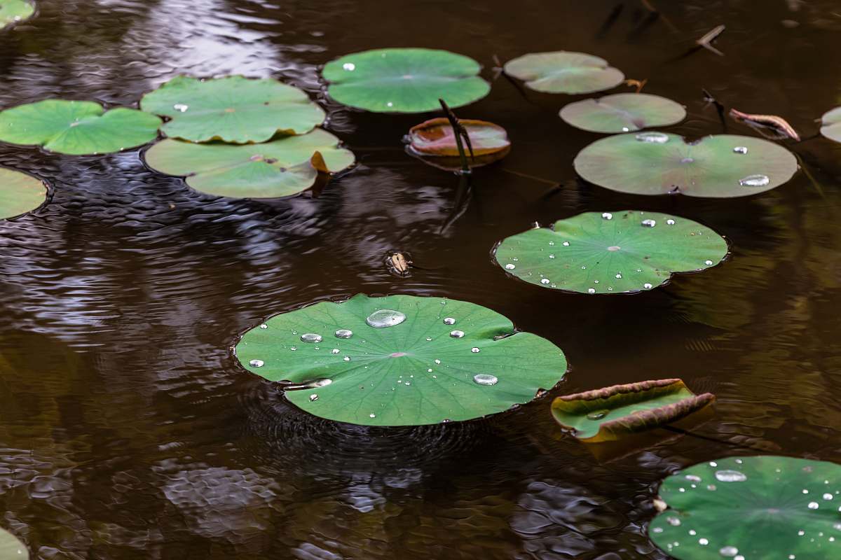 plant water lilies on body of water lily