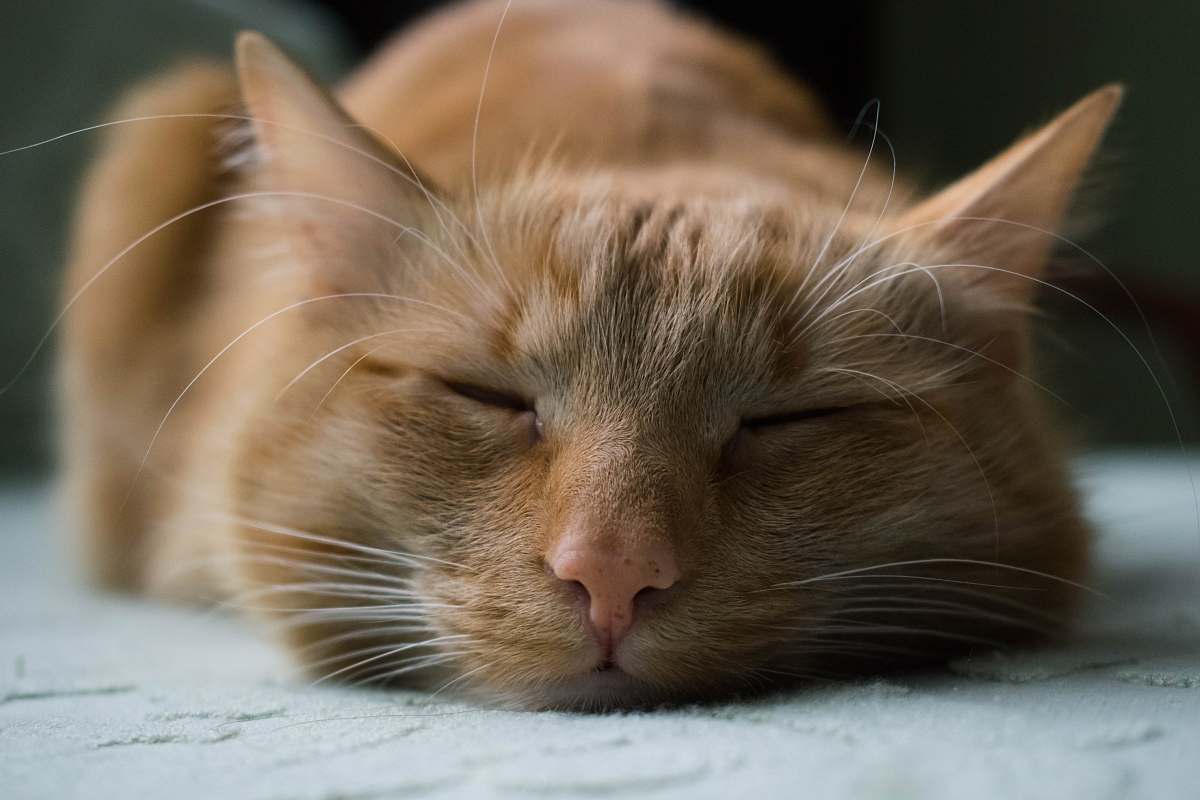 animal orange tabby cat sleeping on white textile pet