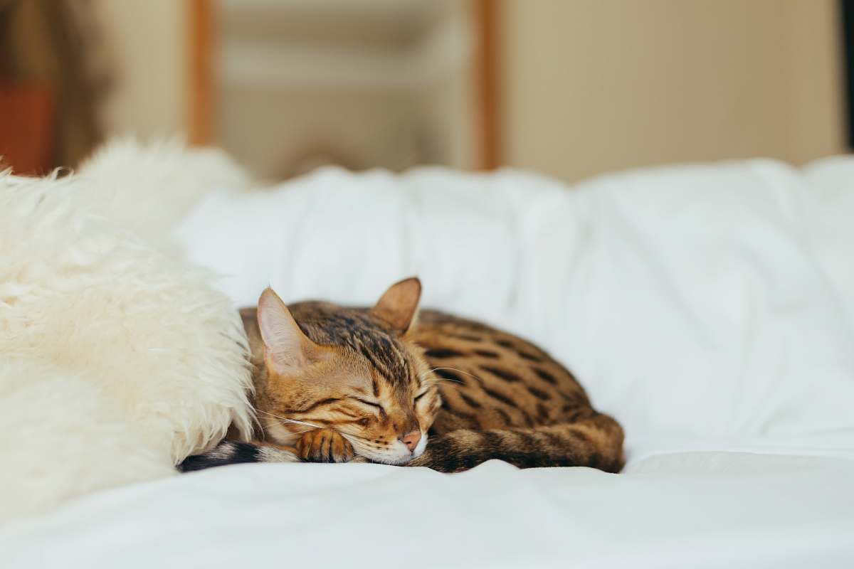 asleep sleeping leopard kitten animal