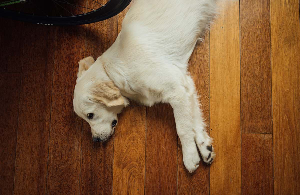 animal beige dog lying on brown wooden parquet floor canine