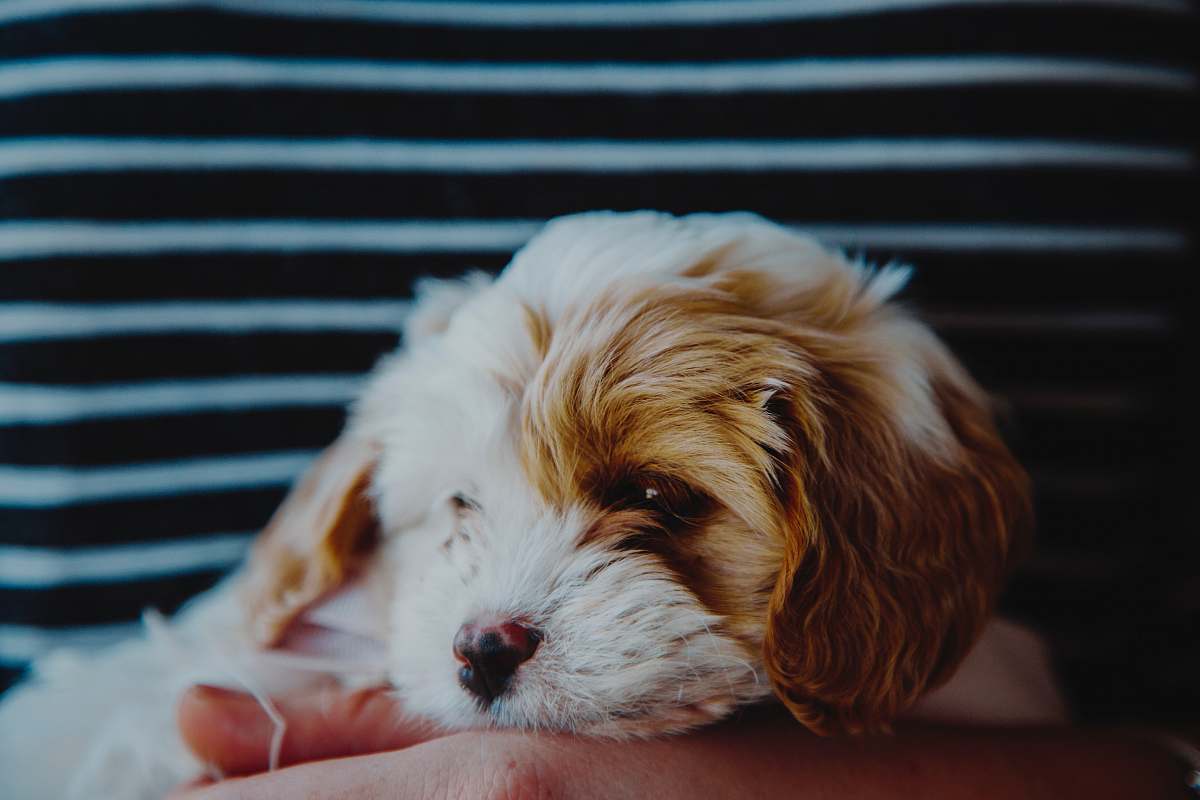 animal person carrying a brown and white puppy canine