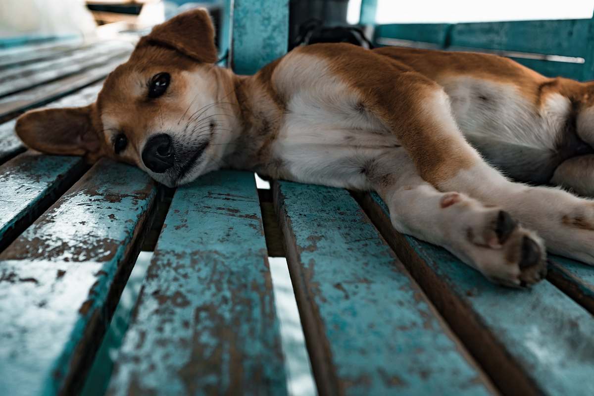 animal short-coated tan and white dog lying on teal surface pet