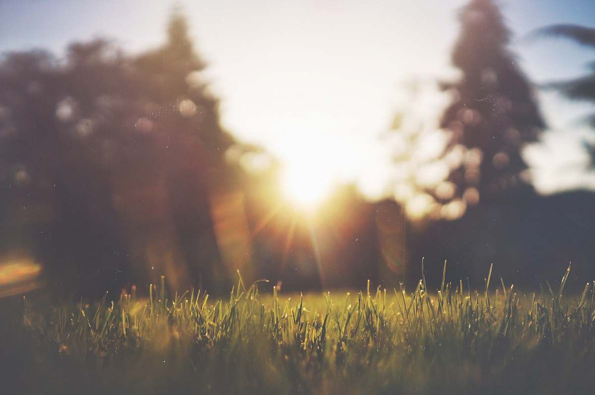 light scenery of grass and trees nature