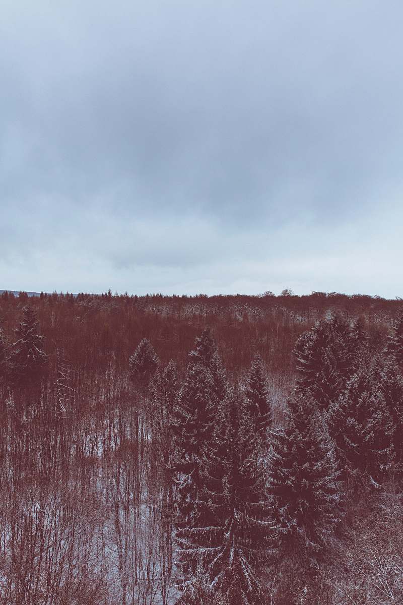plant A red-hued shot of an evergreen forest under snow nature