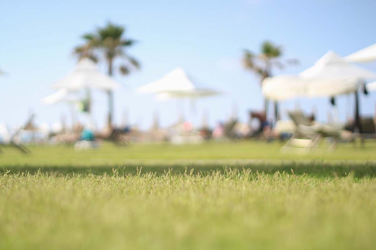 field shallow focus photography of green grass outdoors