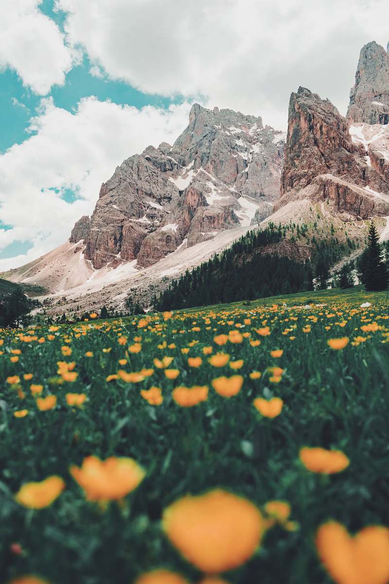 nature bed of orange flowers mountain
