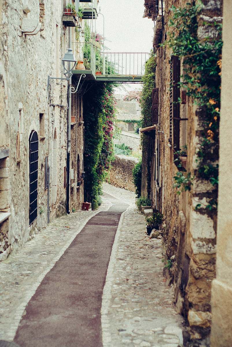 plant narrow pathway surrounded by concrete of buildings alley