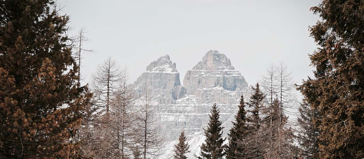 grey pine trees near snow-covered mountain during daytime tree