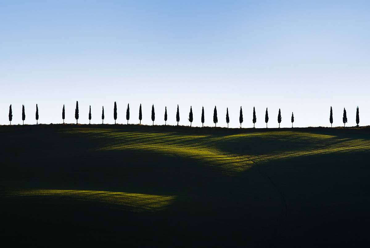 siena pine trees on green grass tree