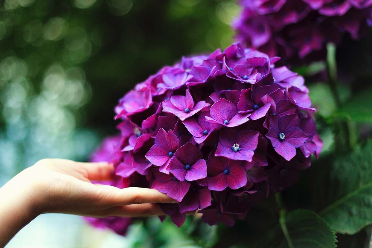 purple purple hydrangeas flowers flower