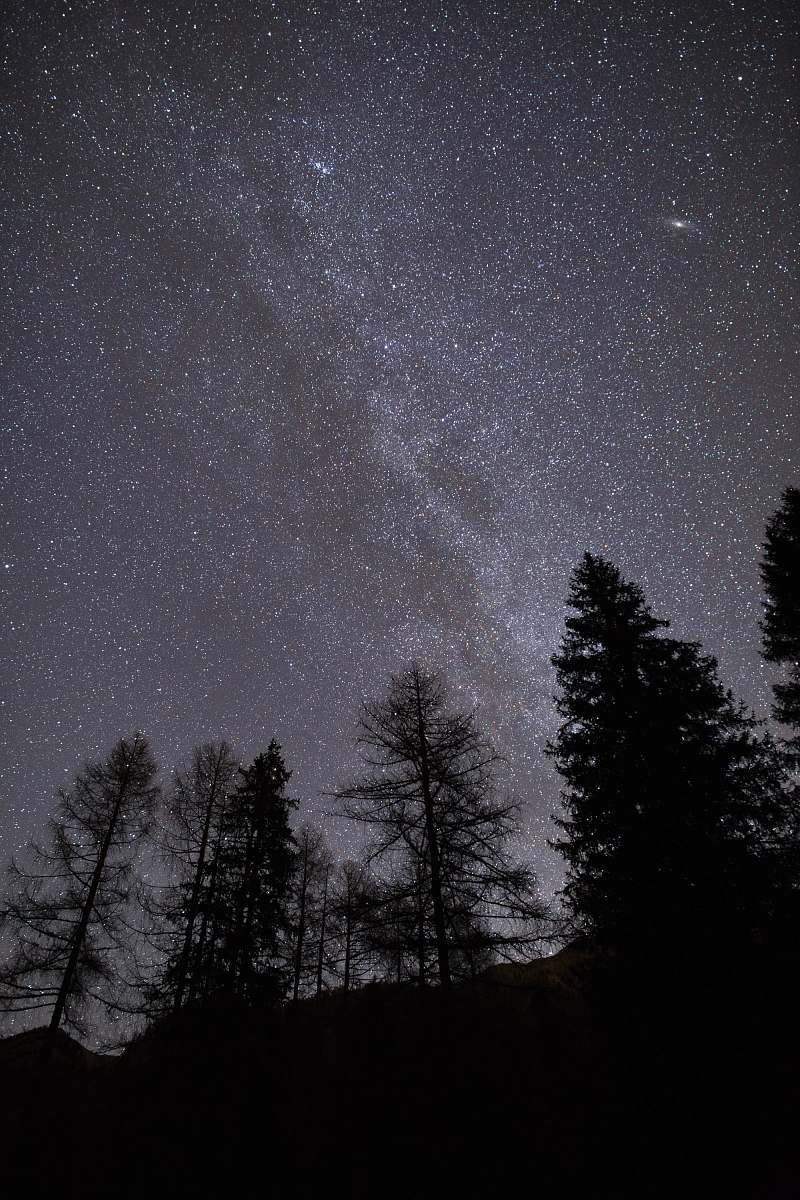 galaxy silhouette of trees during nighttime milky way