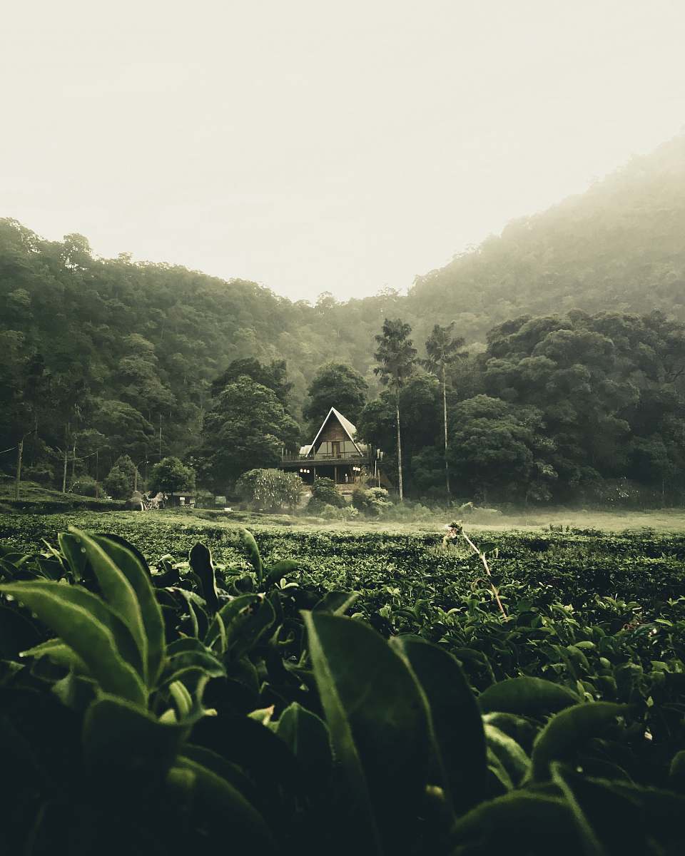 outdoors house in the middle of forest countryside