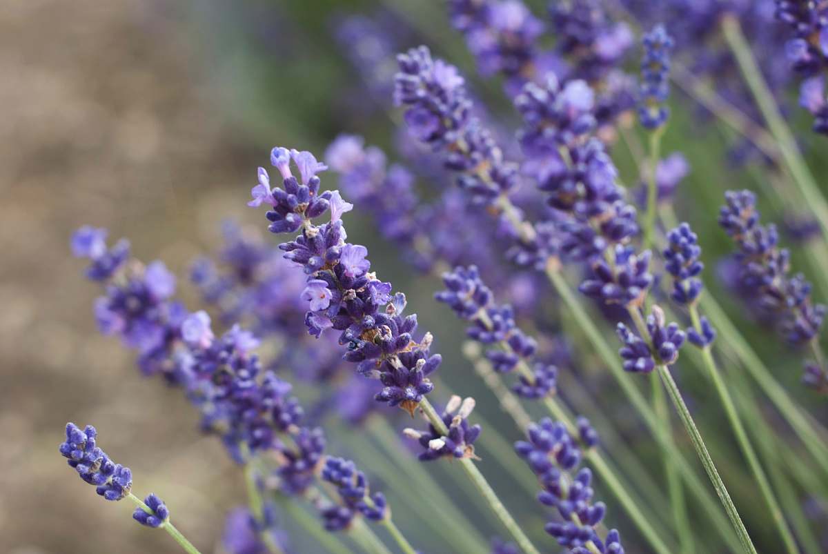 lavender blue-petaled flowers lilac