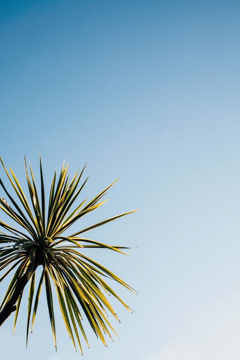 flora close-up photo of green leaf plant under blue sky palm tree