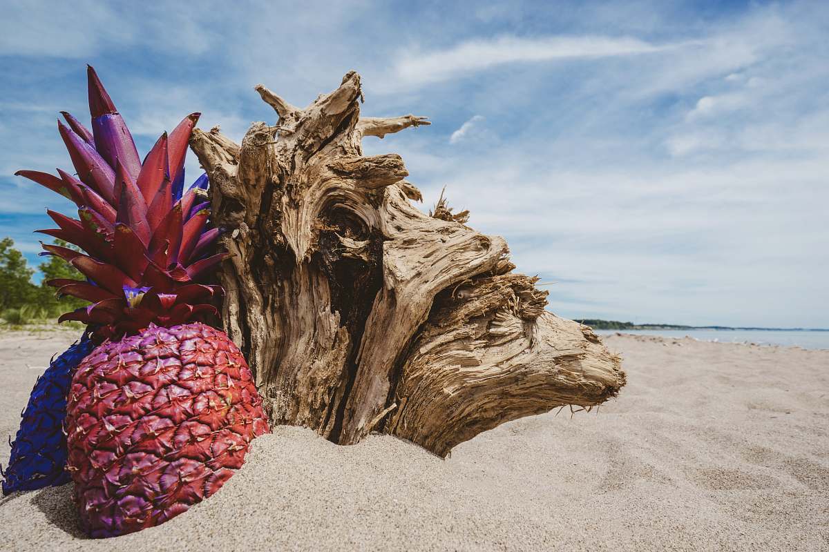 pineapple pineapple photo fruit
