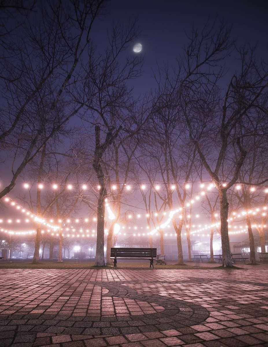lights brown wooden bench near bare tree string light
