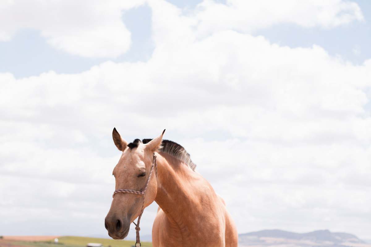 horse brown horse under clear blus ky farm
