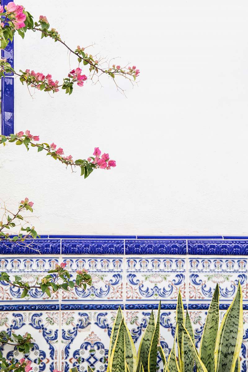 plant pink petaled flowers in bloom at daytime pattern