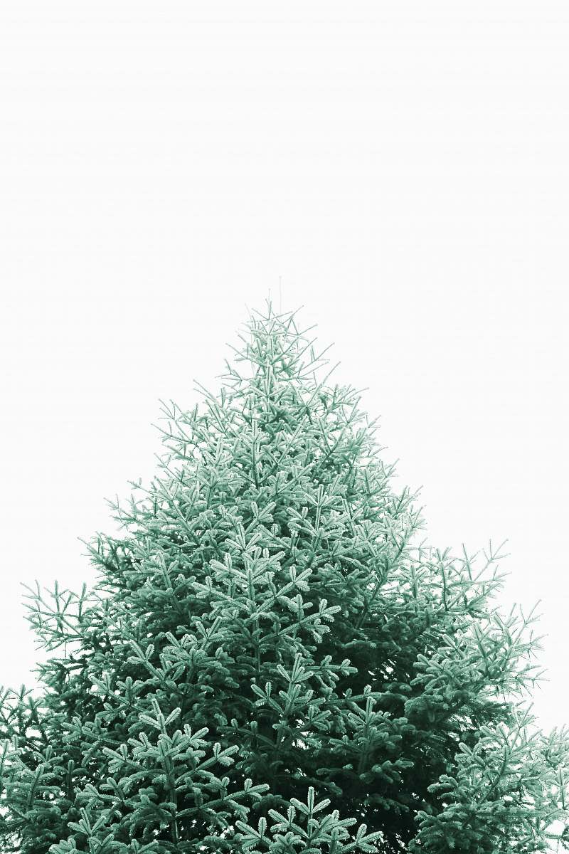 ornament  plant