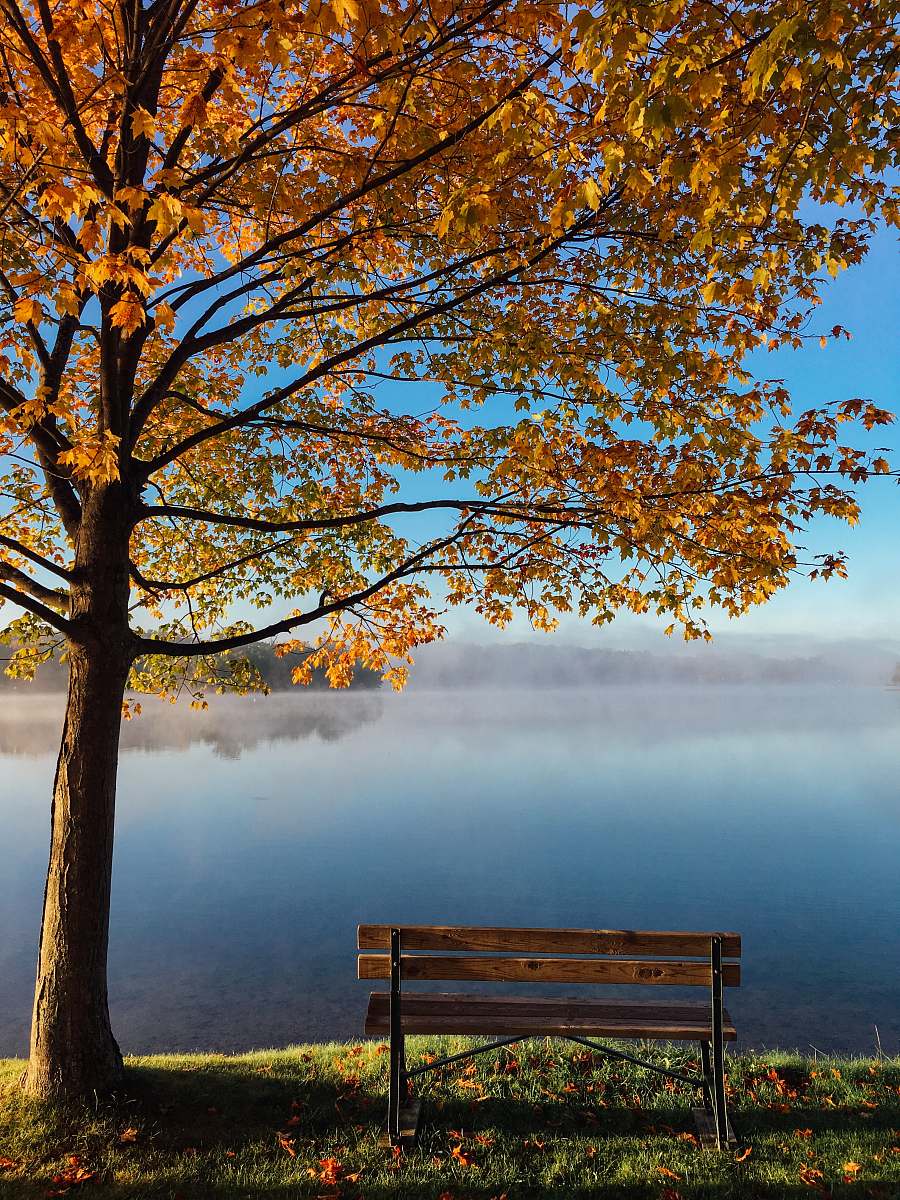 bench brown wooden bench beside tree autumn