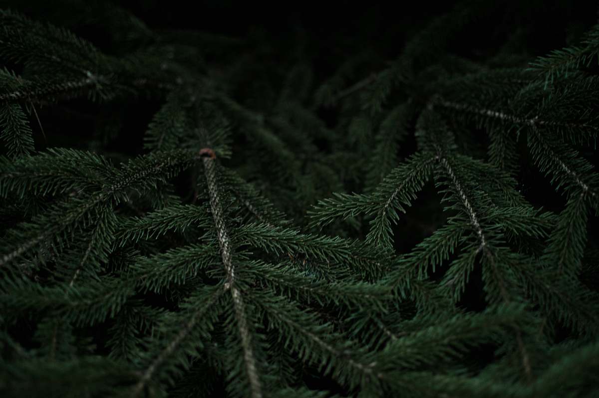 forest Close-up of dark green fir branches black