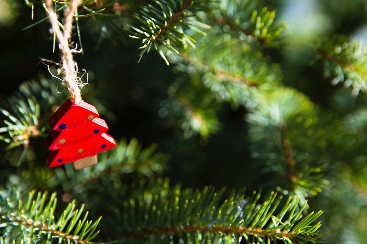 flora shallow focus photo of red holiday tree ornament plant