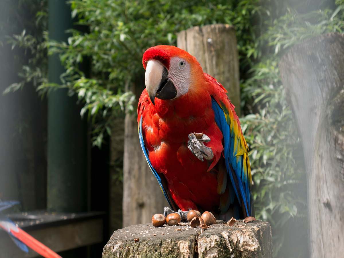  red and blue parrot on brown tree 