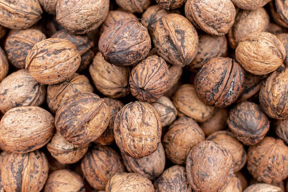 nut brown cashew nuts walnut