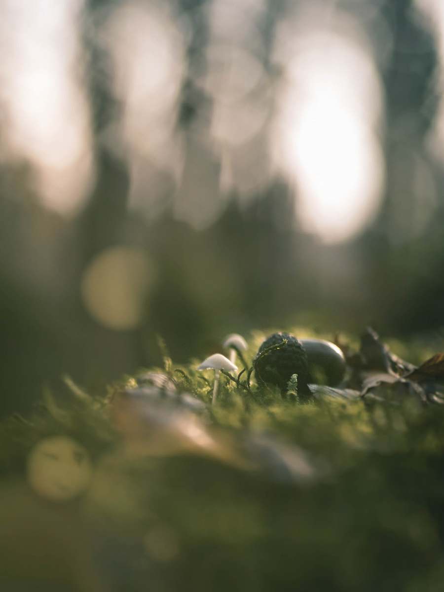 plant close-up photography of green grass produce