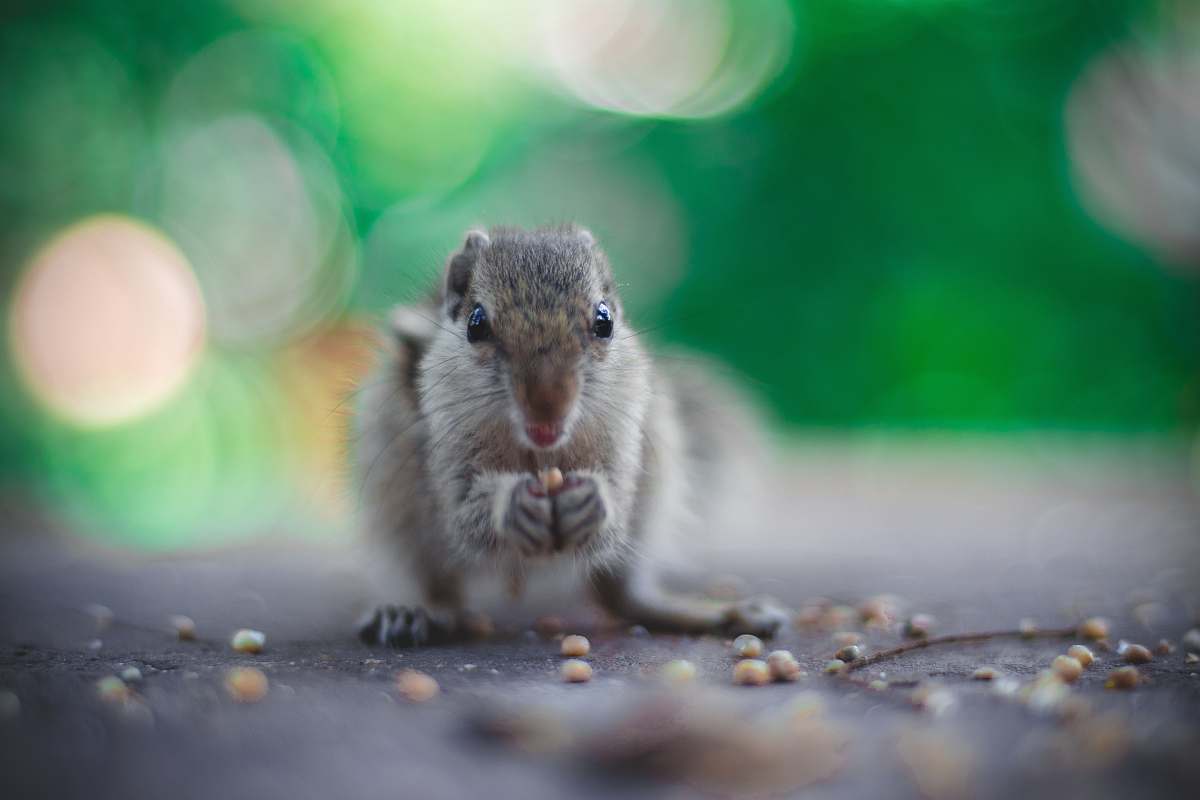 meal closeup photo of rodent eating