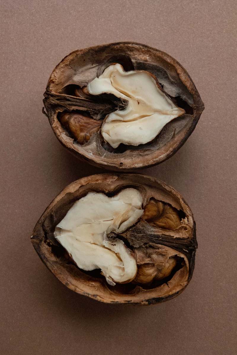 nut sliced nuts plant