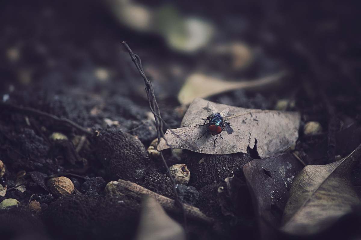 leaf black fly on dried leaf malaysia