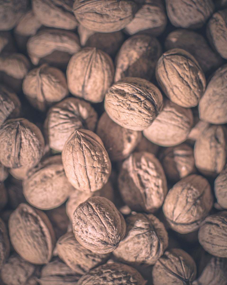walnut walnut lot plant