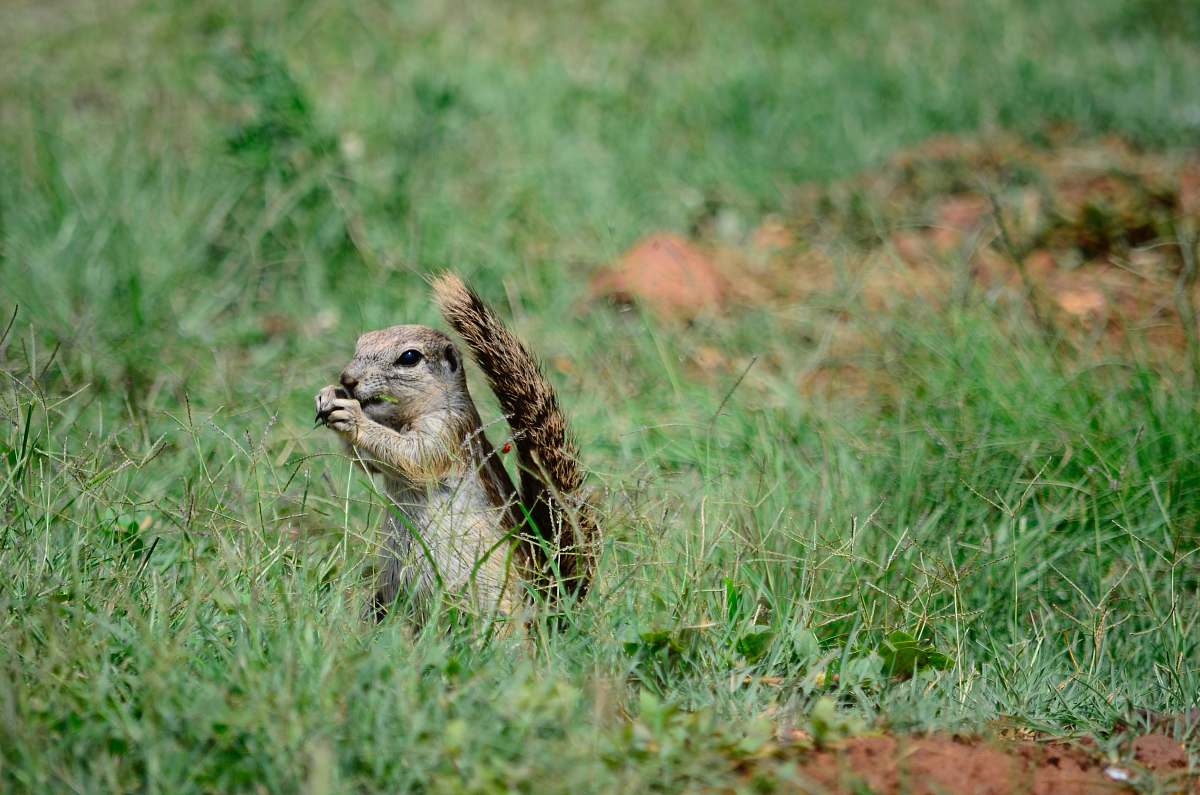 cute squirrel on green grass animal