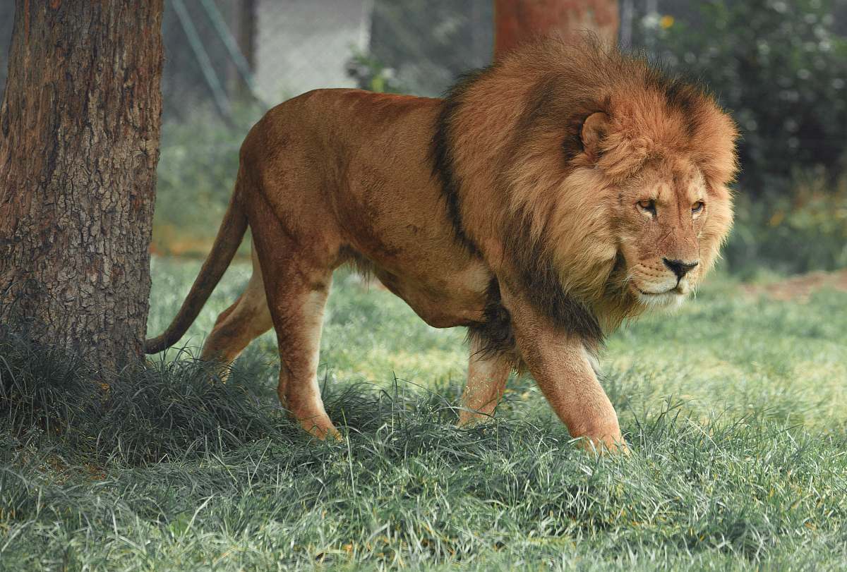 wildlife adult lion walking beside tree lion