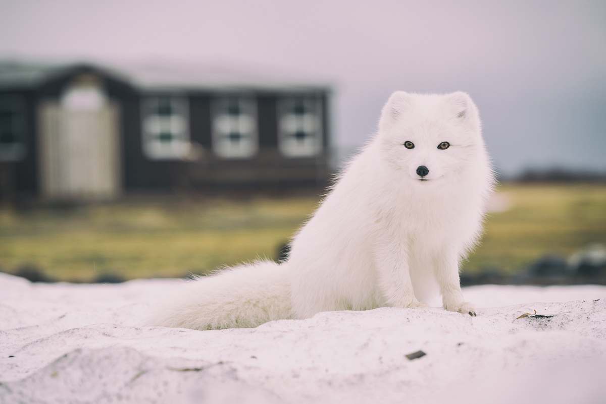 fox Arctic Fox arctic fox