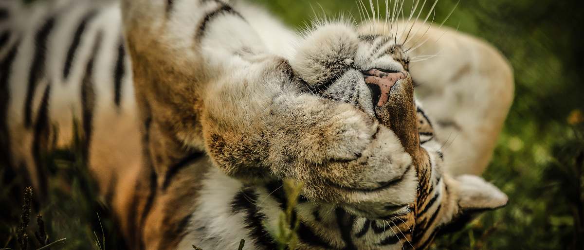 tiger beige, black, and white tiger lying down on grass wildlife