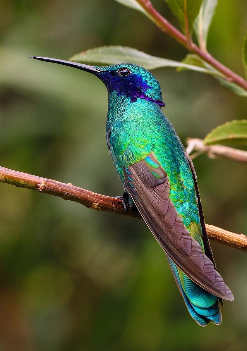 bird blue and green bird on top of brown branch during daytime hummingbird