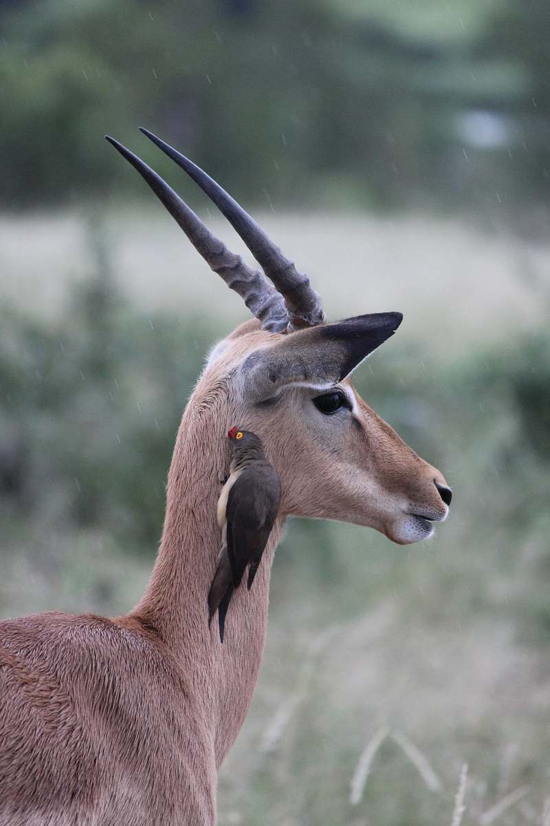 wildlife brown deer outdoor during daytime mammal