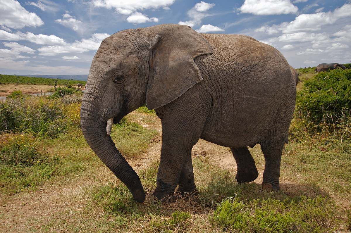 mammal brown elephant elephant