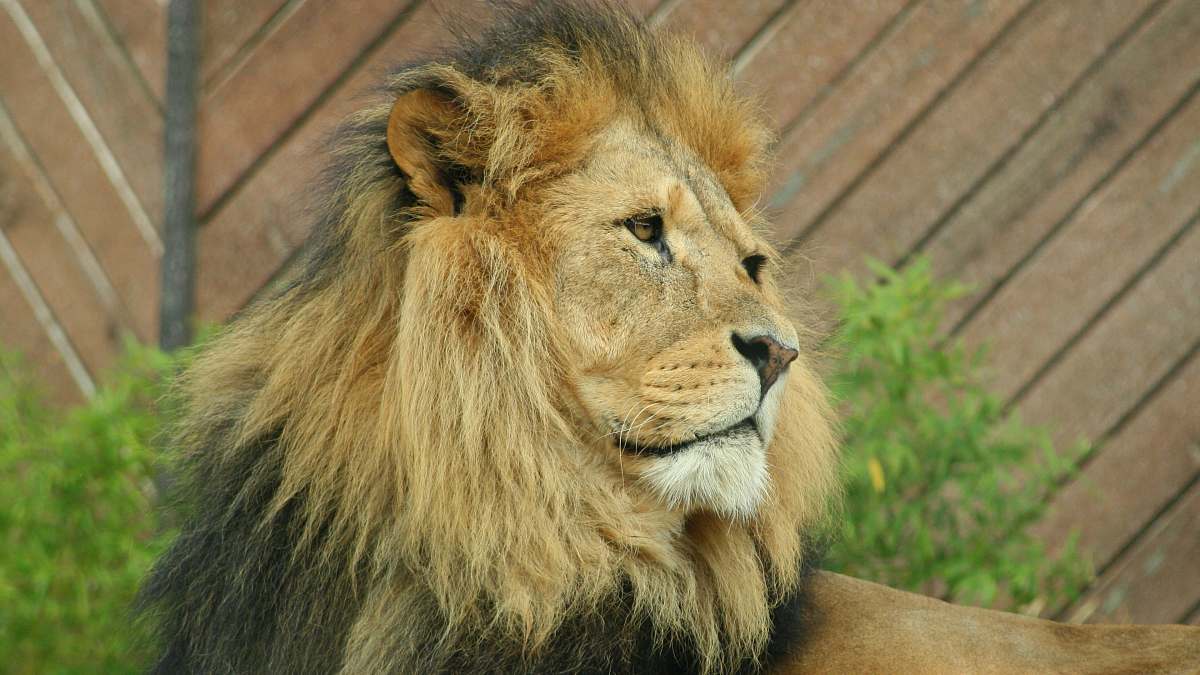 wildlife brown lion near plants mammal