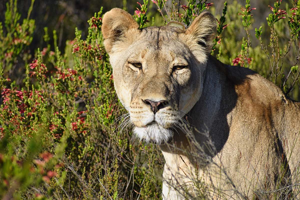 mammal brown lioness in close-up photography lion
