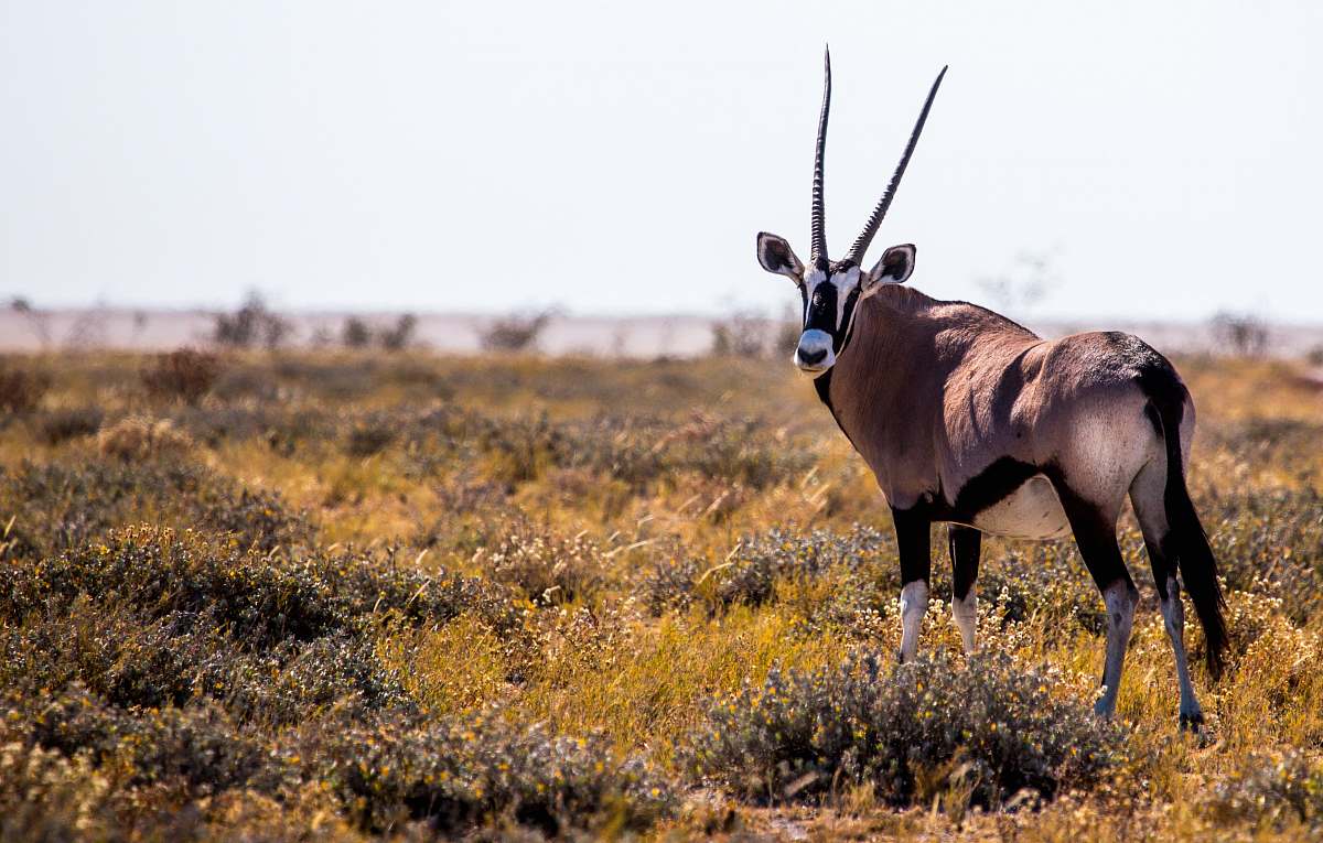 wildlife brown moose mammal