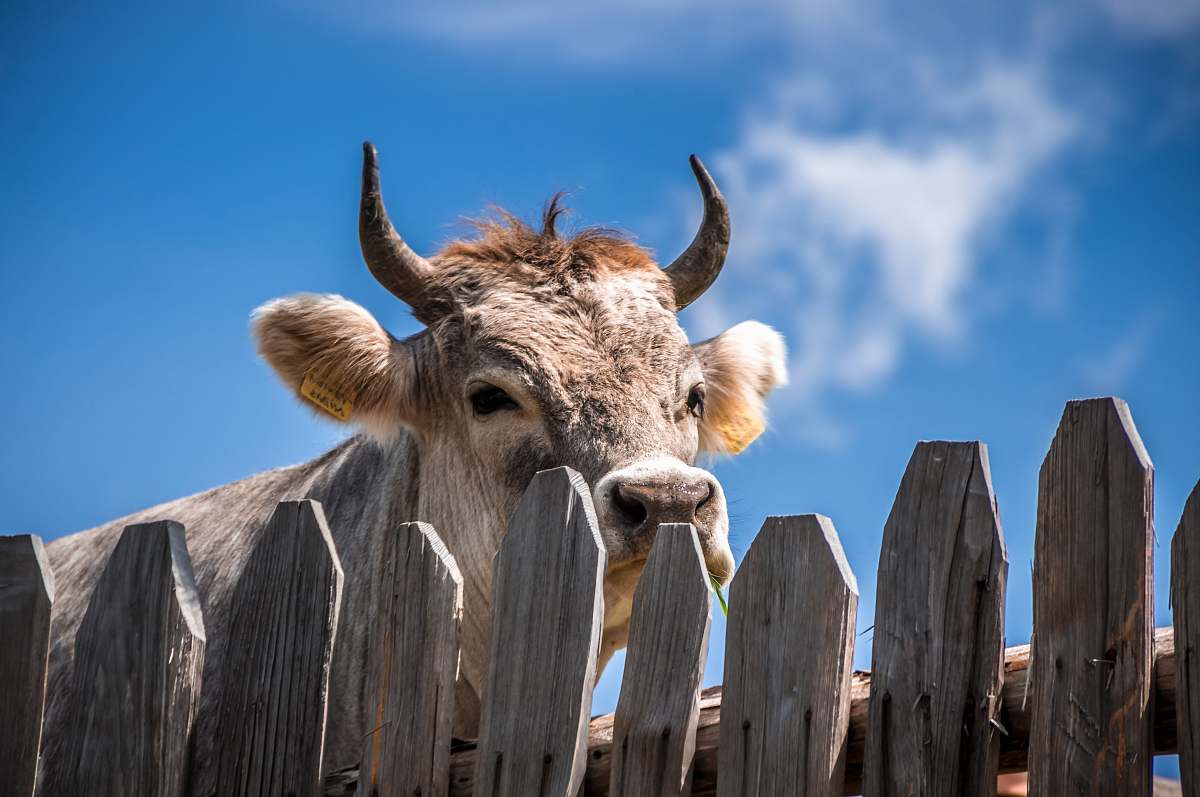 cow cattle behind fence fence