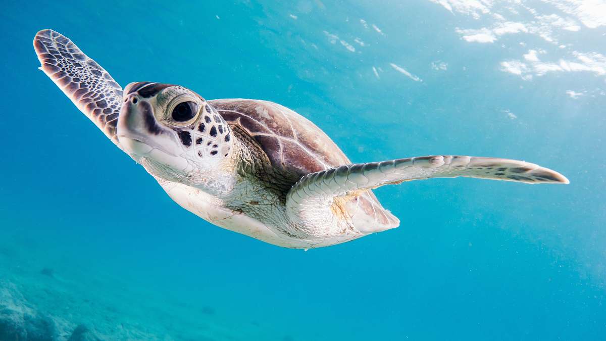 Turtle Close Up Photography Of Brown Sea Turtle Tortoise Image Free Photo