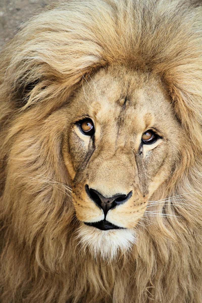 lion close up photography of lion wildlife