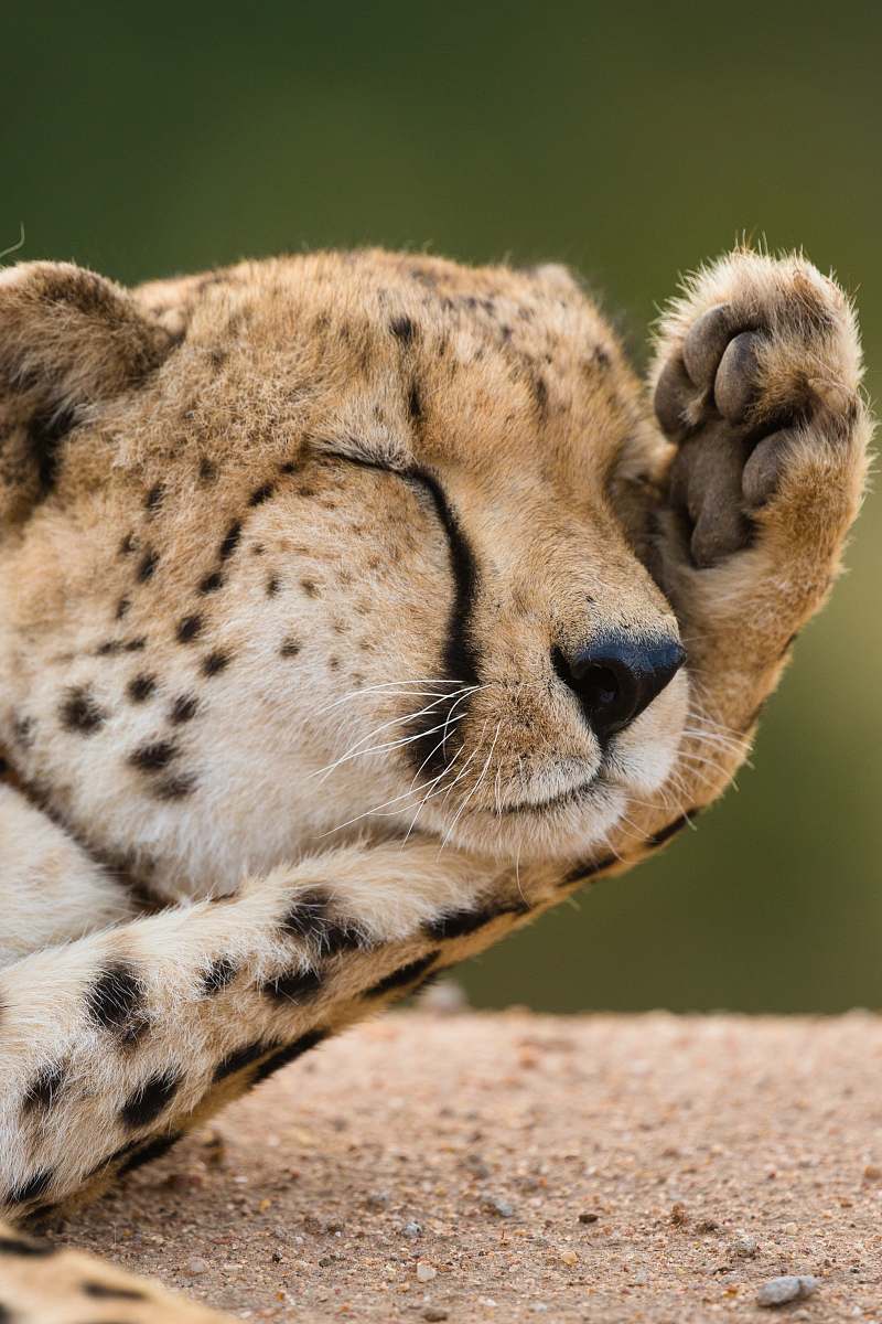 face closeup photo of cheetah lying on ground cat