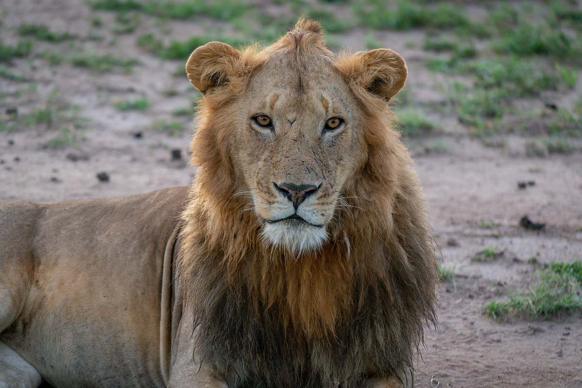 mammal closeup photo of lion lying on sand lion