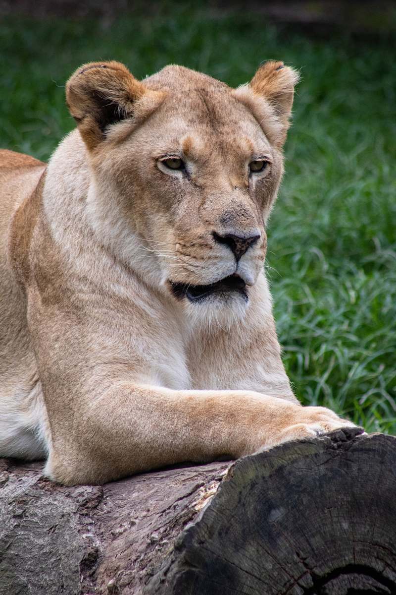 mammal female lion on wood lion