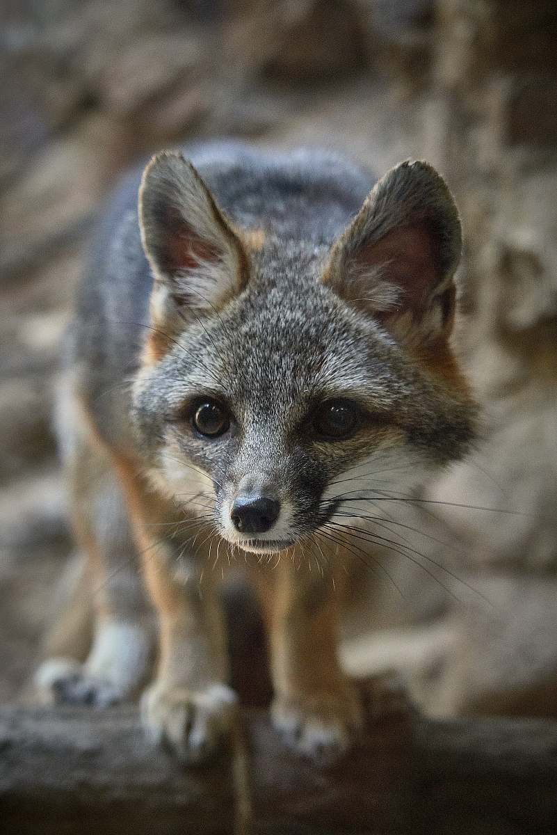 wildlife gray and brown fox on gray surface fox